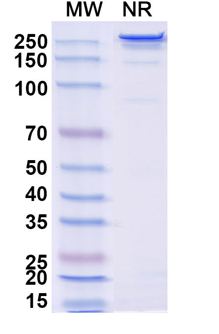 Anti-HCMV HCMV gB Reference Antibody (Regavirumab) – Figure 1 of 1