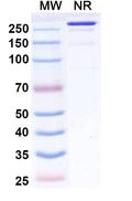 Anti-HCMV gB Reference Antibody (Fiztasovimab) – Figure 1 of 1