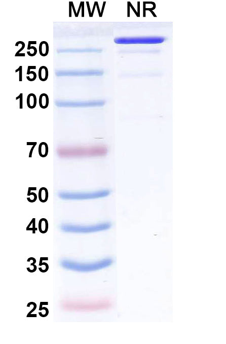 Anti-HCMV gB Reference Antibody (Fiztasovimab) – Figure 1 of 1