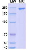 Detects Monkeypox virus/MPXV E8L in indirect ELISAs.