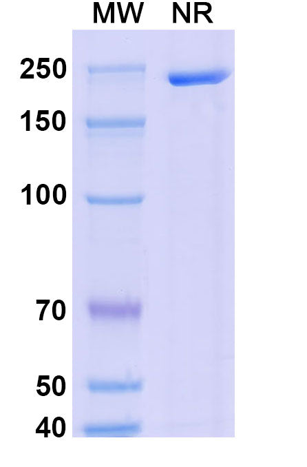 Detects Monkeypox virus/MPXV E8L in indirect ELISAs.