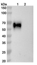 Western blot analysis was performed using anti-glycoprotein E2 monoclonal antibody at 1ug/mL on various samples.
Lane 1: recombinant hepatitis C virus  (Catalog No: VK681011)
Lane 2: negative control