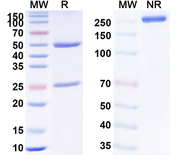 SDS-PAGE for InVivoMAb Anti-HCV NS1/gp68/gp70/E2 Antibody (AP33)