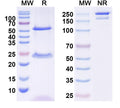 SDS-PAGE for InVivoMAb Anti-HCV E1 & E2 Complex Antibody (AR4A)