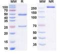 SDS-PAGE for InVivoMAb Anti-HCV E1 & E2 Complex Antibody (AR5A)