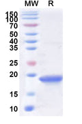 Recombinant LSDV Fusion Protein/LSDV117 Protein, N-His
