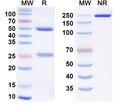 SDS-PAGE for Anti-Hendra virus/HeV Glycoprotein G Monoclonal Antibody (1A206)
