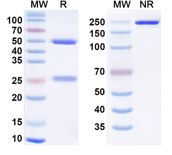 SDS-PAGE for Anti-Hendra virus/HeV Glycoprotein G Monoclonal Antibody (1A206)