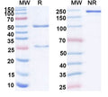 SDS-PAGE for Anti-Hendra virus/HeV Glycoprotein G Monoclonal Antibody (1A207)