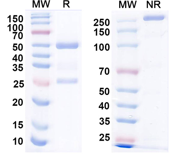 SDS-PAGE for Anti-HeV/NiV Glycoprotein G Antibody (HENV-1).