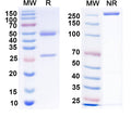 SDS-PAGE for Anti-HeV/NiV Glycoprotein G Antibody (HENV-2).