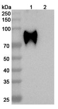 SDS-PAGE for Anti-HeV/NiV Glycoprotein G Antibody (HENV-9).