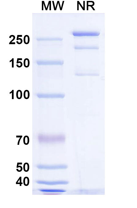 SDS-PAGE for Anti-HeV/NiV Glycoprotein G Antibody (HENV-18).