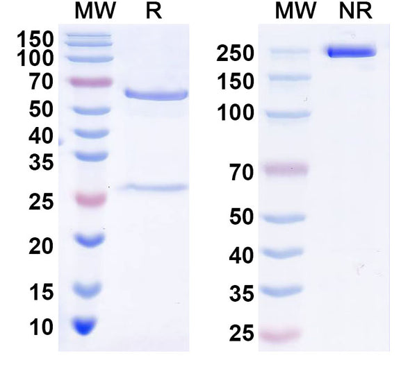 SDS-PAGE for Anti-CSFV NS5B Antibody (1A014)