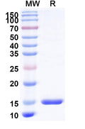 SDS-PAGE for Anti-Hepatitis C virus/HCV Genome polyprotein Nanobody (SAA1346)