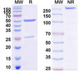 SDS-PAGE for InVivoMAb Anti-HCMV/HHV5 gH/UL75 Antibody (Iv0180).