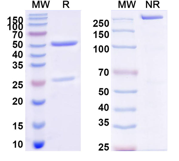 SDS-PAGE for InVivoMAb Anti-HCMV/HHV5 gH/UL75 Antibody (Iv0180).