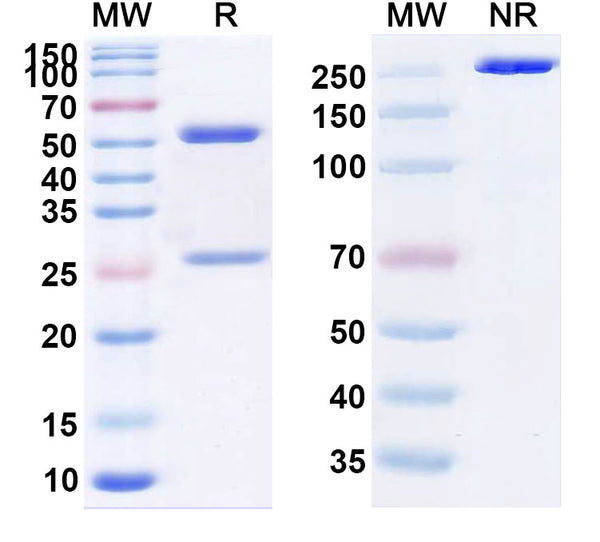 Anti-HCMV HCMV gH Reference Antibody (Sevirumab) – Figure 1 of 1