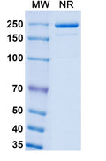 SDS-PAGE for Mouse Anti-Monkeypox virus/MPXV H3L Antibody (SAA0282).