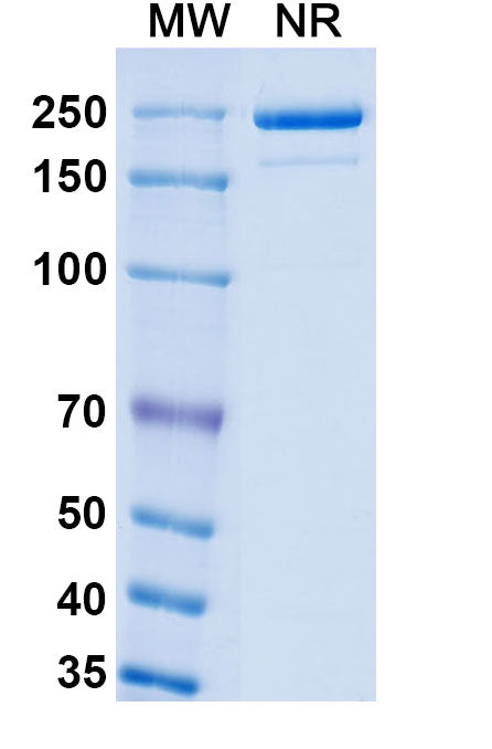 SDS-PAGE for Mouse Anti-Monkeypox virus/MPXV H3L Antibody (SAA0282).
