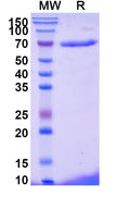 Recombinant Monkeypox virus/MPXV C18L Protein, N-His