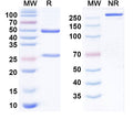 SDS-PAGE for Anti-Influenza A virus/Flu-A Monoclonal Antibody (1A256)