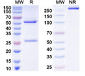 SDS-PAGE for Anti-Influenza A virus/Flu-A Monoclonal Antibody (1A258)