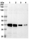Western blot analysis was performed using anti-Langya virus Fusion protein polyclonal antibody at 1μg/ml on various samples.
Lane 1: recombinant Langya virus/LayV F/Fusion (Catalog No: VK715022), 70 ug
Lane 2: recombinant Langya virus/LayV F/Fusion (Catalog No: VK715022), 50 ug
Lane 3: recombinant Langya virus/LayV F/Fusion (Catalog No: VK715022), 30 ug
Lane 4: recombinant Langya virus/LayV F/Fusion (Catalog No: VK715022), 10 ug