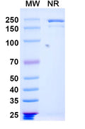 SDS-PAGE for Anti-Vaccinia virus(VACV) L1R/Protein L1 Antibody (7D11).