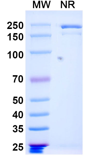 SDS-PAGE for Anti-Vaccinia virus(VACV) L1R/Protein L1 Antibody (7D11).
