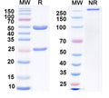 SDS-PAGE for Anti-Vaccinia virus(VACV) L1R/Protein L1 Antibody (M12B9).