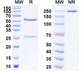 SEC-HPLC detection for Anti-Influenza A virus M/Matrix protein 2 Antibody (14C2).