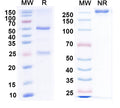 Detects gD/US6 in indirect ELISAs.