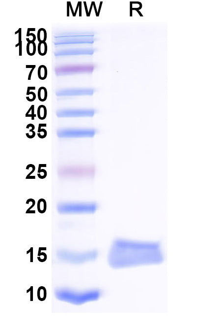 SDS-PAGE for Anti-HSV gD/US6 Nanobody (SAA2254)