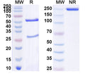 SDS-PAGE for Anti-HHV2/HSV2 gD/US6 Antibody (1A002)