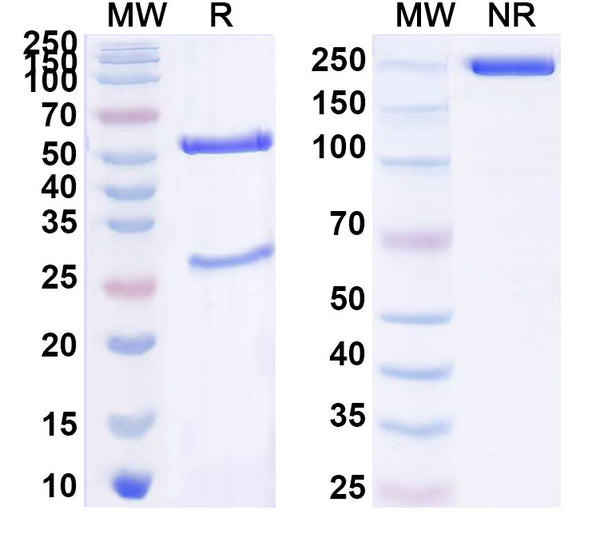 SDS-PAGE for Anti-HHV2/HSV2 gD/US6 Antibody (1A002)