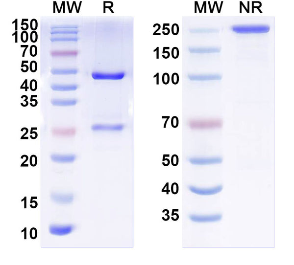 SDS-PAGE for InVivoMAb Anti-VZV/HHV3 gH/Envelope glycoprotein H Antibody (mab206)
