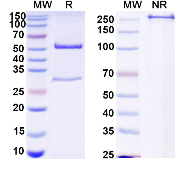 SDS-PAGE for Anti-HCV ssRNA & Genome polyprotein Antibody (Fab HCV3)