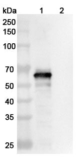 SEC-HPLC detection for InVivoMAb Anti-SARS-CoV-2 S2 Protein Antibody (CC40.8).