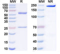 SDS-PAGE for Anti-SARS-CoV-2 S2 Protein antibody (1D8).