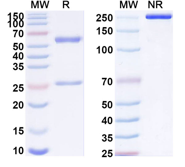 SDS-PAGE for Anti-SARS-CoV-2 S2 Protein antibody (2D10).