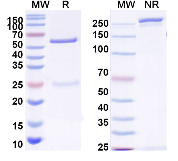 SDS-PAGE for InVivoMAb Anti-SARS-CoV-2 S2 Protein Antibody (CV3-25)