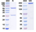 SDS-PAGE for InVivoMAb Anti-SARS-CoV-2 S2/Spike protein S2' Antibody (D31)