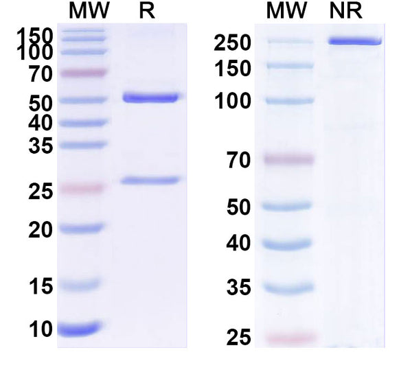 SDS-PAGE for Anti-SARS-CoV-2 S2 Protein antibody (1B10).