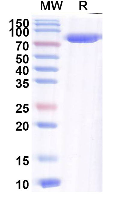Recombinant Border disease virus (BDV) Glycoprotein E2 Protein, C-Fc