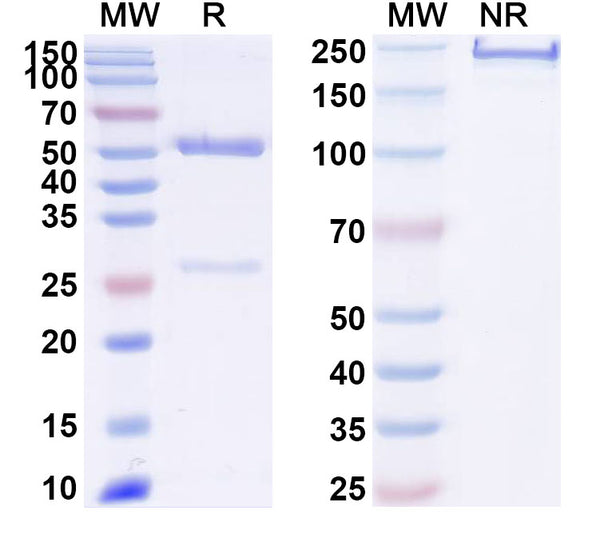SDS-PAGE for Anti-SARS-CoV-2 NTD antibody (1A8).