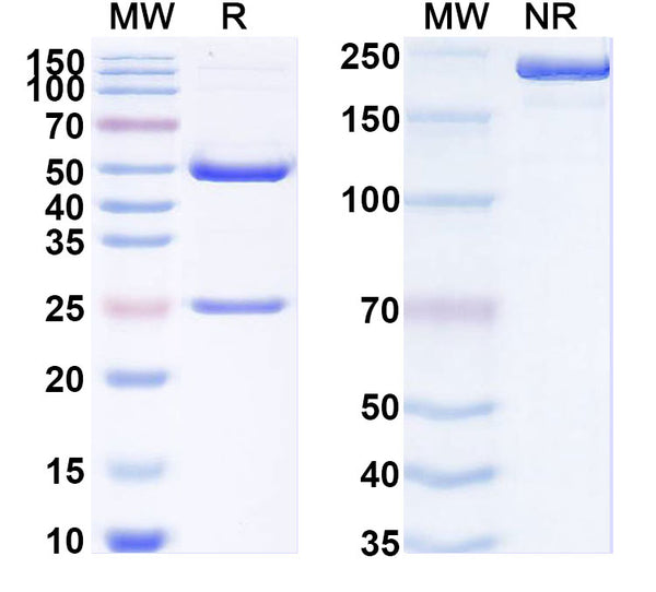 SDS-PAGE for Anti-SARS-CoV-2 NTD antibody (1B6).