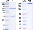 SDS-PAGE for Anti-SARS-CoV-2 NTD antibody (1H12).