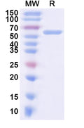 Recombinant CPV-2 Capsid protein VP2 Protein, N-His