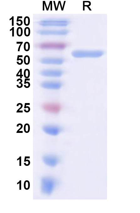 Recombinant CPV-2 Capsid protein VP2 Protein, N-His
